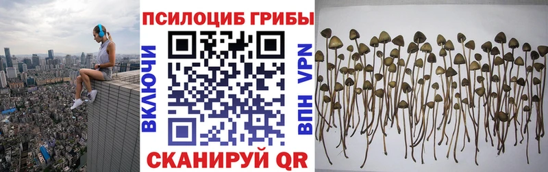 где купить наркоту  Ярцево  Псилоцибиновые грибы Cubensis 